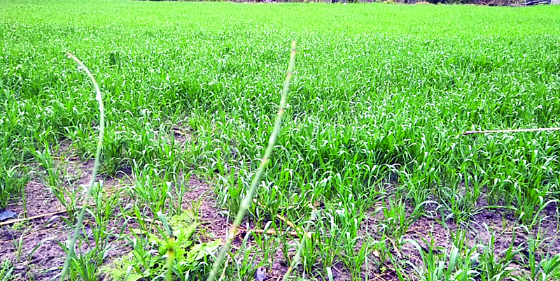 dry-finish-sanjeevani-rained-on-crops-farmers-and-gardeners-happy
