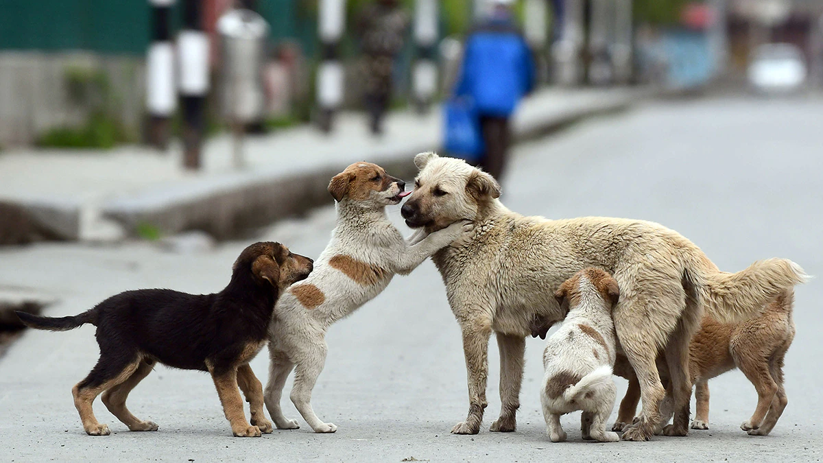 stray-dogs-in-the-city-will-be-given-anti-rabies-vaccination